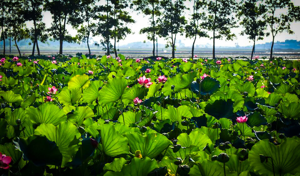 Capture the authentic charm of Vietnam’s lush scene